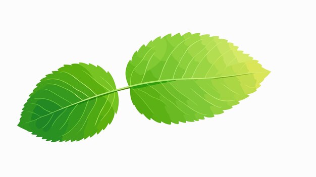 Vector a green tree leaf with the word  i love you  on it