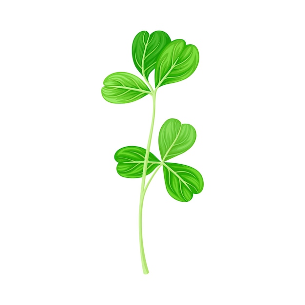 Green Trifoliate Clover Leaf on Stem Vector Illustration