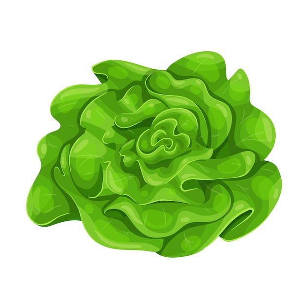 Green trocadero lettuce salad, lactuca sativa vector illustration.