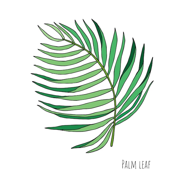 Green tropical leaf  vector isolated on white background