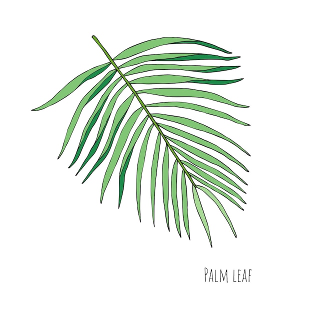 Green tropical leaf  vector isolated on white background