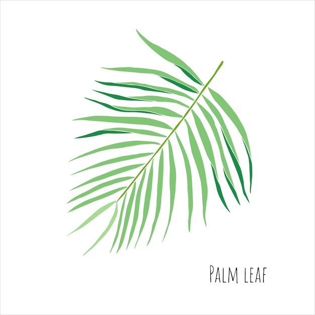 Green tropical leaf  vector isolated on white background