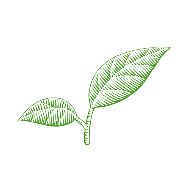 Green Vectorized Ink Sketch of Leaves Illustration