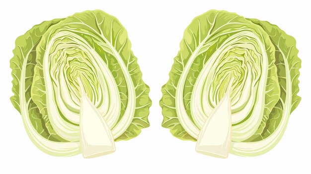 Vector a green and white cabbage by person