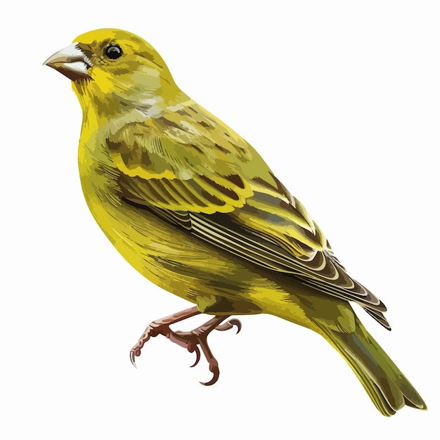 Vector greenfinch clipart isolated on white background