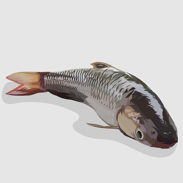 Vector grey mullet fish isolated realistic hand drawn illustrations and vectors