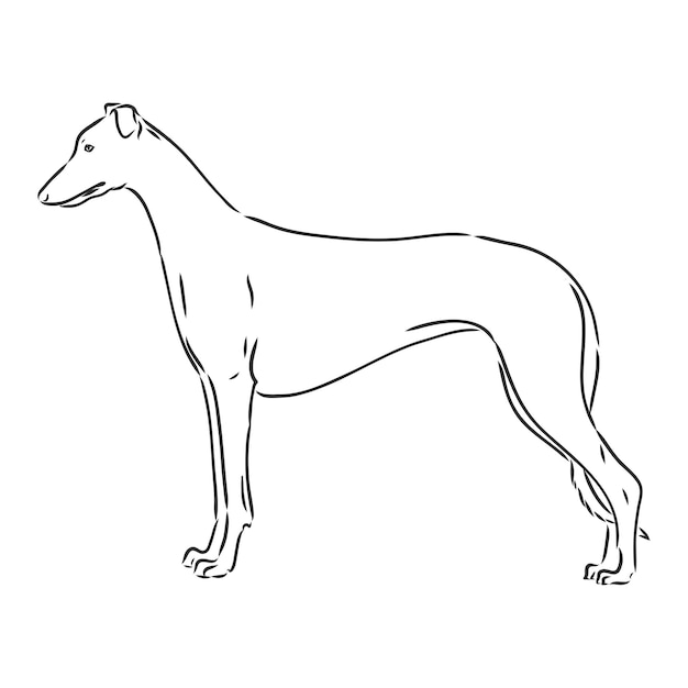 Greyhound dog - isolated vector illustration greyhound hound vector