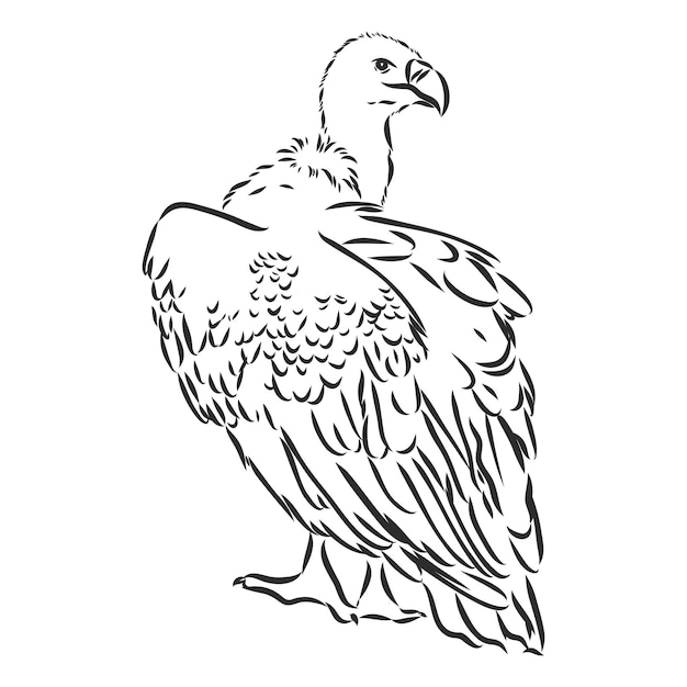 Griffon vulture Wild forest bird of prey  vulture bird vector sketch