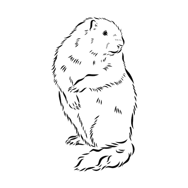 Vector groundhog sketch vector graphics black and white monochrome figure head