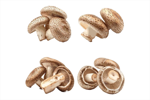 a group of mushrooms are shown with a white background