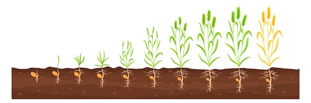 Growing crop proccess Farm plant growth stages