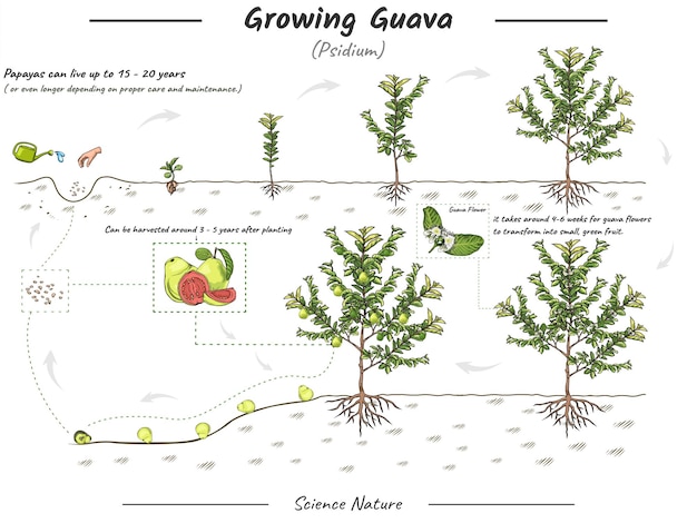 Growing Guava illustration