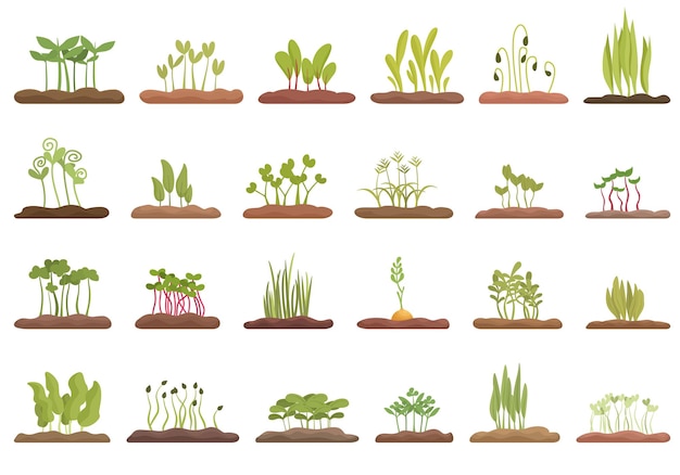 Growing microgreens icons set cartoon vector Plant pea