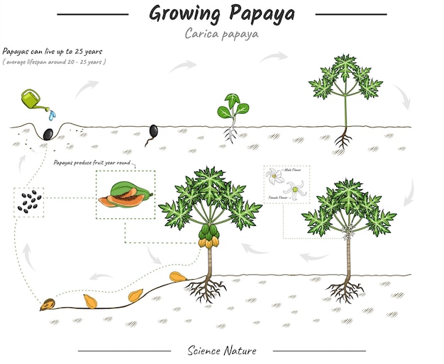 Growing Papaya plant illustration