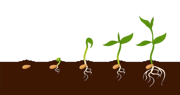 Growing plant Sprout growth process Steps sequence of germinating seeds for seedlings Development of vegetables in nature appearance of roots and leaves Vector evolution phases set