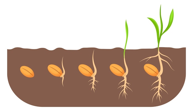 Growing seed stages Plant growth proccess in soil