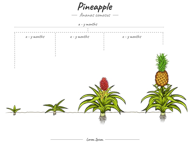 Growing stages of Ananas comosus pineapple