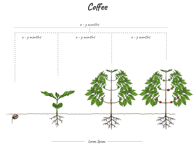 Vector growing stages of coffee