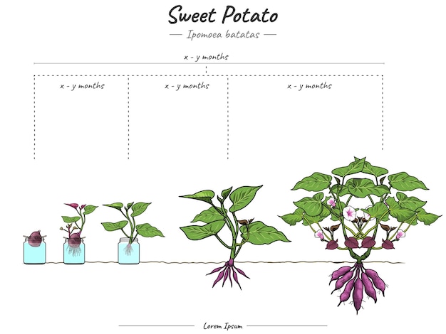 Growing Stages of Sweet potato Ipomoea batatas