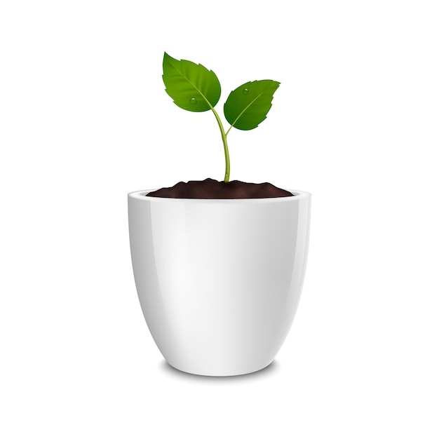 growth concept. template of realistic icon of the sprout in a white flower pot, isolated on white background