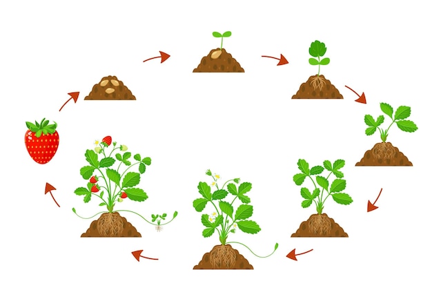 Growth cycle strawberries in agriculture infographic of development cycle strawberries