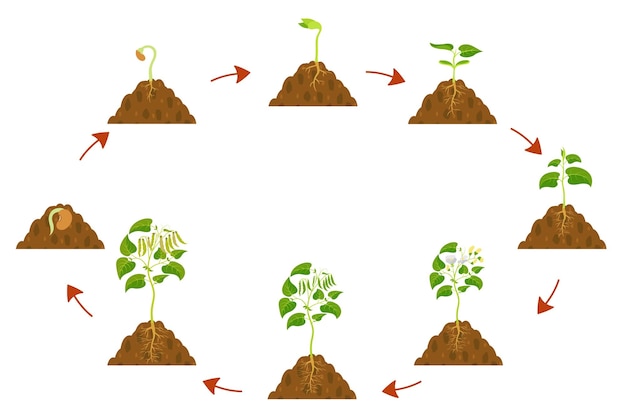 Growth cycle of string beans Legume development infographic