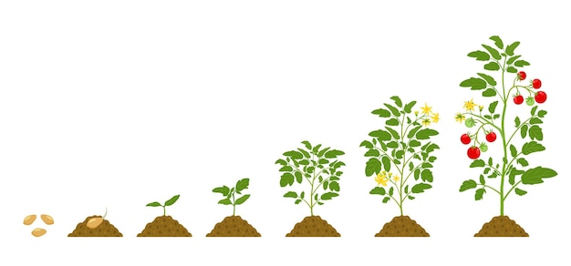 Growth cycle of tomatoes in the soil on white background stages of development of vegetables