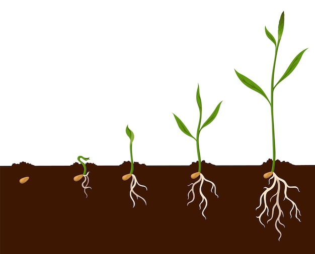 Growth process steps Seeds sprout in ground Steps sequence of germinating seedlings Development cycle of vegetables in nature Sprout growth process infographic