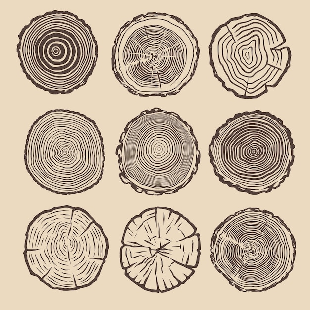 Vector growth ring tree hand drawn vintage illustration