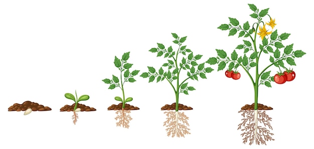 Vector growth stages of tomato plant