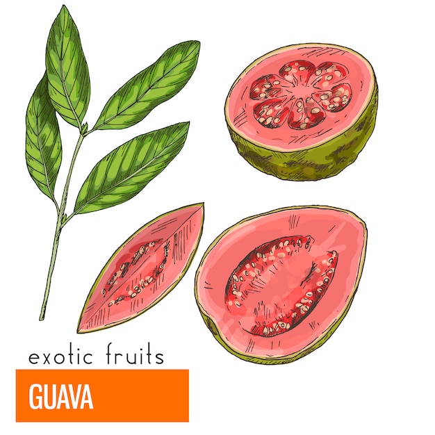 Guava. Color vector illustration.