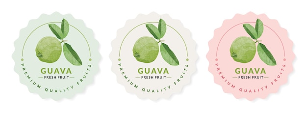 Guava fruit packaging design templates, watercolour style vector illustration.