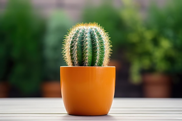 Gymnocalycium Baldianum cactus with flowers blooming on isolated background