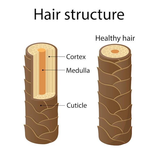 Hair structure layer cartoon style illustration