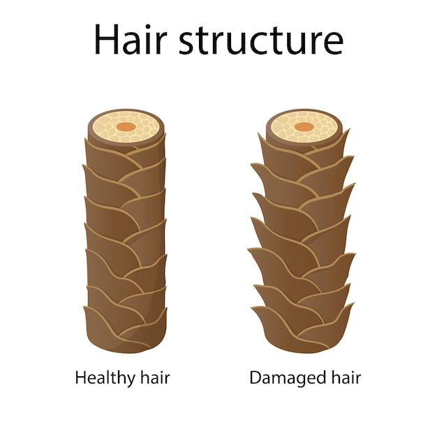 Hair structure layer cartoon style illustration