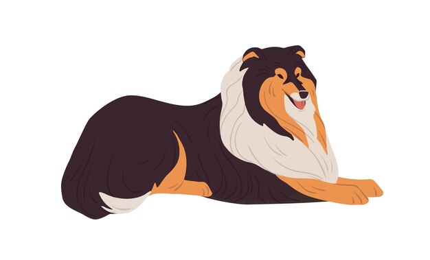 Vector hairy collie dog resting. english doggy breed with long coat. happy friendly purebred doggie. colored flat vector illustration isolated on white background.