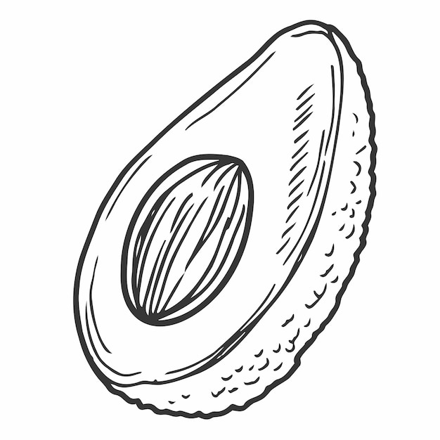 Half avocado vector icon Hand drawn sketch of summer tropical fruit Slice of avocado with a round seed Fresh healthy food exotic vegetable outline Botanical illustration isolated on white