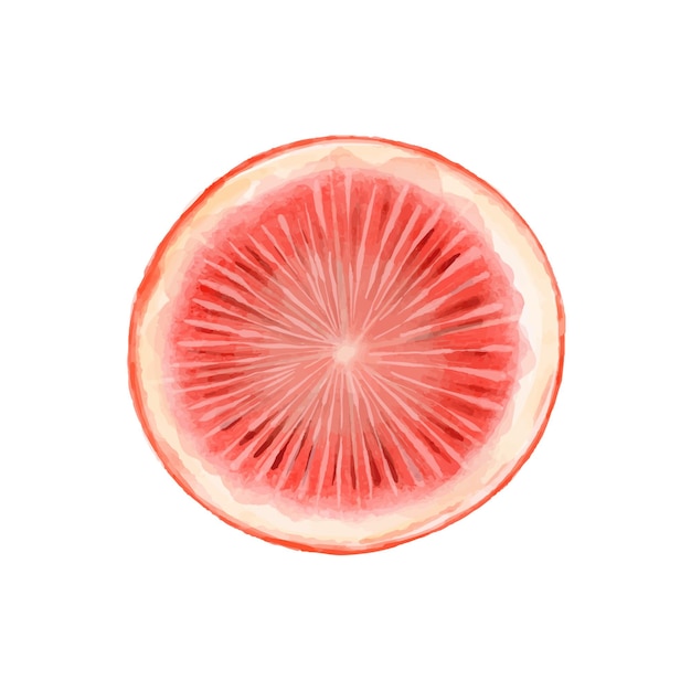 Half of grapefruit painted with watercolors on white background