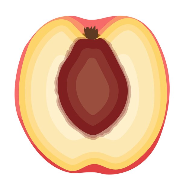 Vector a half slice of peach fruit vector illustration