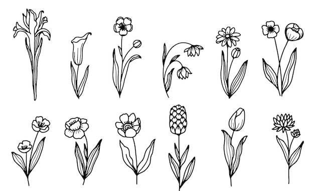 hand draw floral and botanical elementsvector illustration