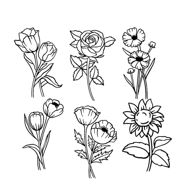 hand draw floral and botanical elementsvector illustration