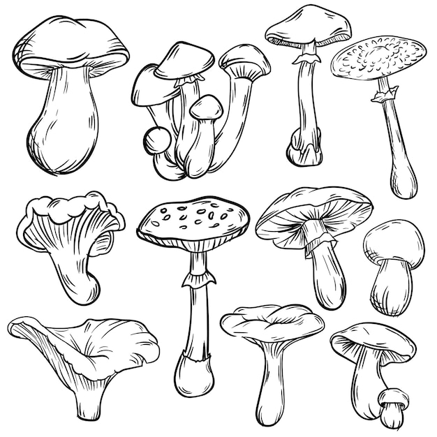 hand draw mushroom line collection background