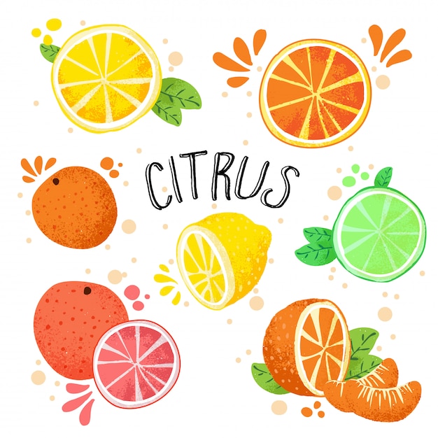 Hand draw vector illustration of citrus fruits. Fresh ripe citruses isolated on white - lemon, lime, orange, grapefruit in one collection. 