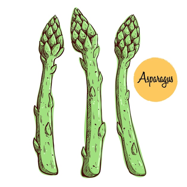 Hand drawing asparagus vegetable for cooking. sketchy asparagus vector illustration