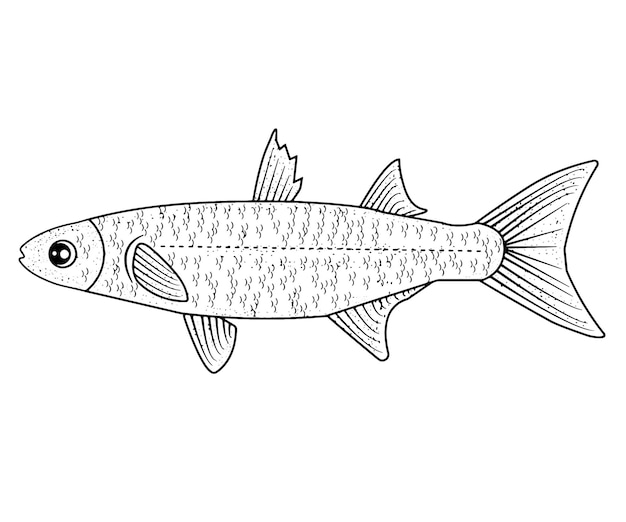 Hand drawing black and white ocean fish premium vector