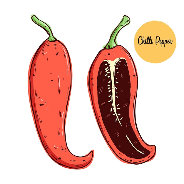 Hand drawing chilli pepper vector illustration. Sketchy sliced vegetables, hot spicy mexican perpper