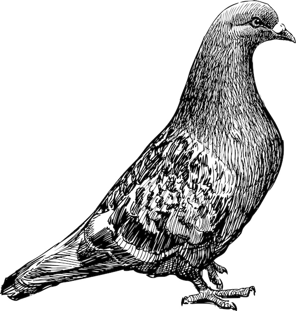 Hand drawing of city pigeon