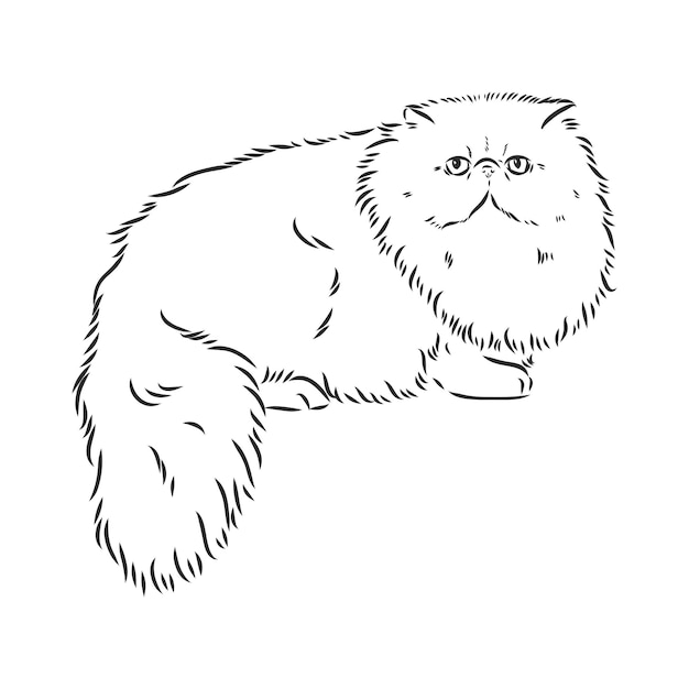 Vector hand drawing persian cat vector version persian cat vector