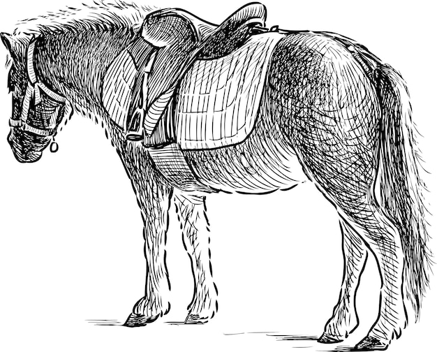 Hand drawing of pony for horseback riding