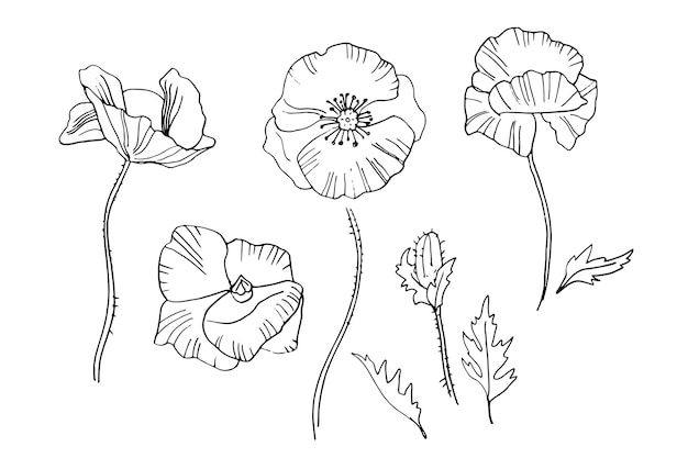 Hand drawing poppies flowers for greeting card invitation Henna drawing and tattoo template Vector illustration doodle